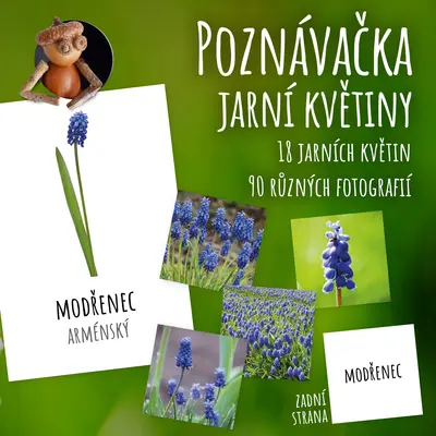 Jarní květiny - poznávačka