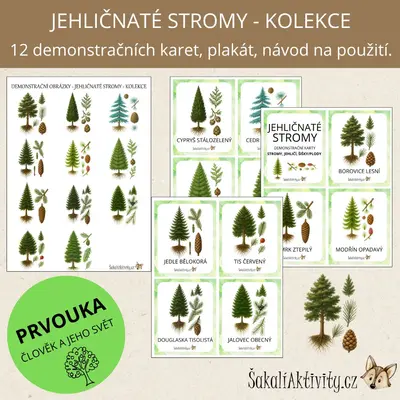  Jehličnaté stromy - strom, jehličí, šiška/plod - demonstrační karty 
