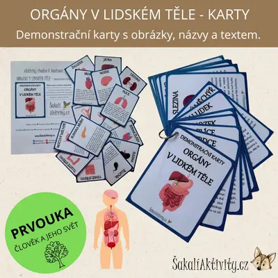 ORGÁNY V LIDSKÉM TĚLE - demonstrační karty