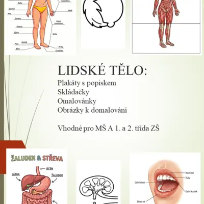 Lidské tělo - plakáty s popisy, omalovánky, skládačky 