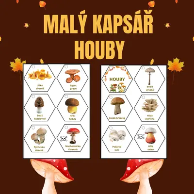 Malý kapsář - houby
