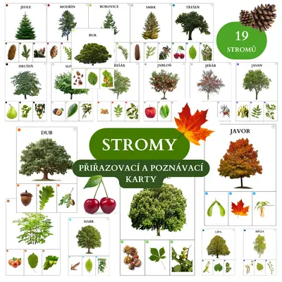 Stromy - přiřazovací a poznávací karty