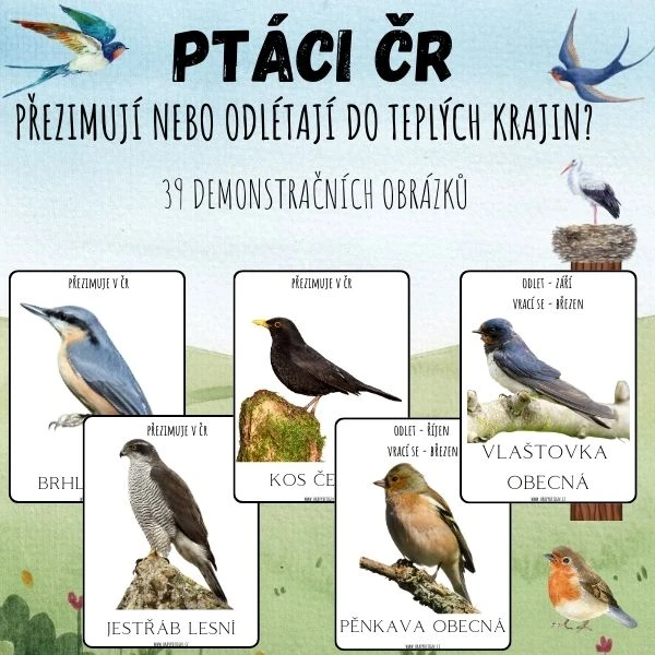 PTÁCI ČR - Demonstrační obrázky - PŘEZIMUJÍ? ODLÉTAJÍ?