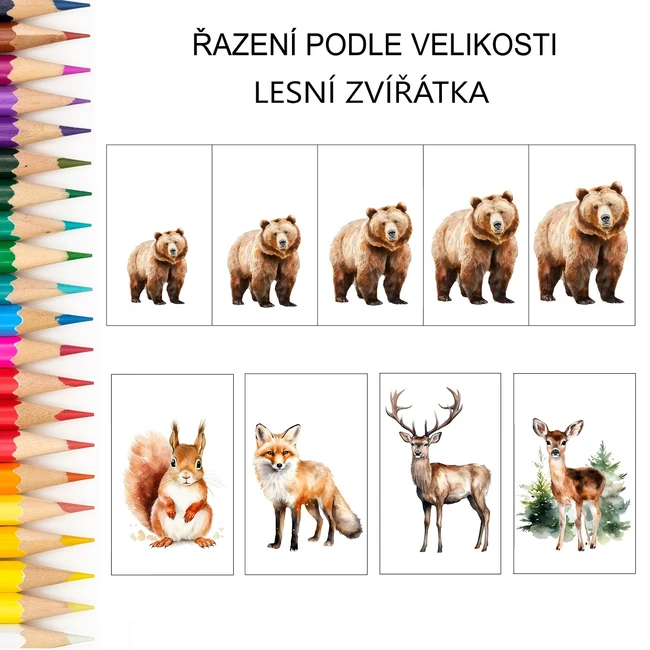 Řazení podle velikosti LESNÍ ZVÍŘÁTKA