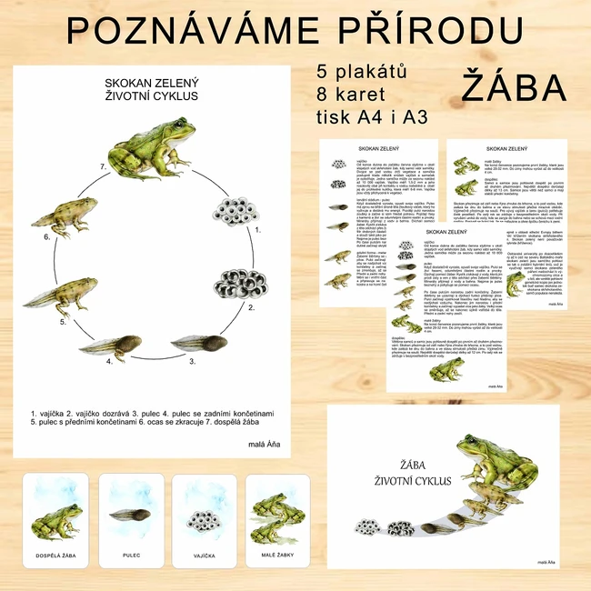 ŽÁBA - POZNÁVÁME PŘÍRODU