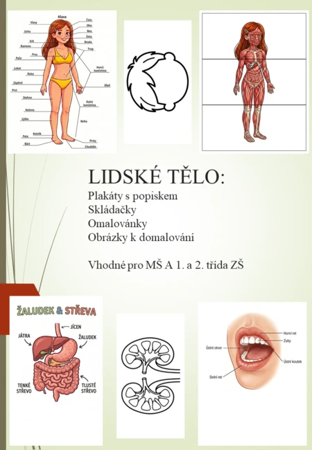 Lidské tělo - plakáty s popisy, omalovánky, skládačky 