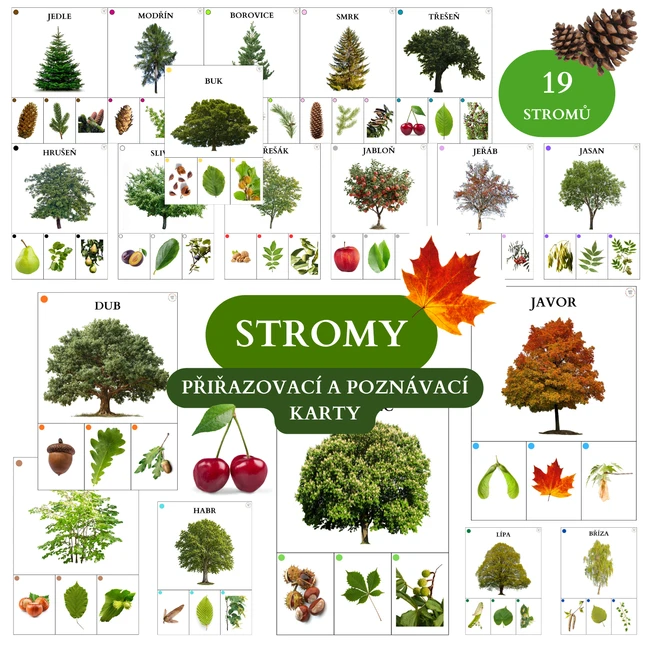 Stromy - přiřazovací a poznávací karty