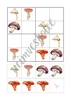 Houbové sudoku